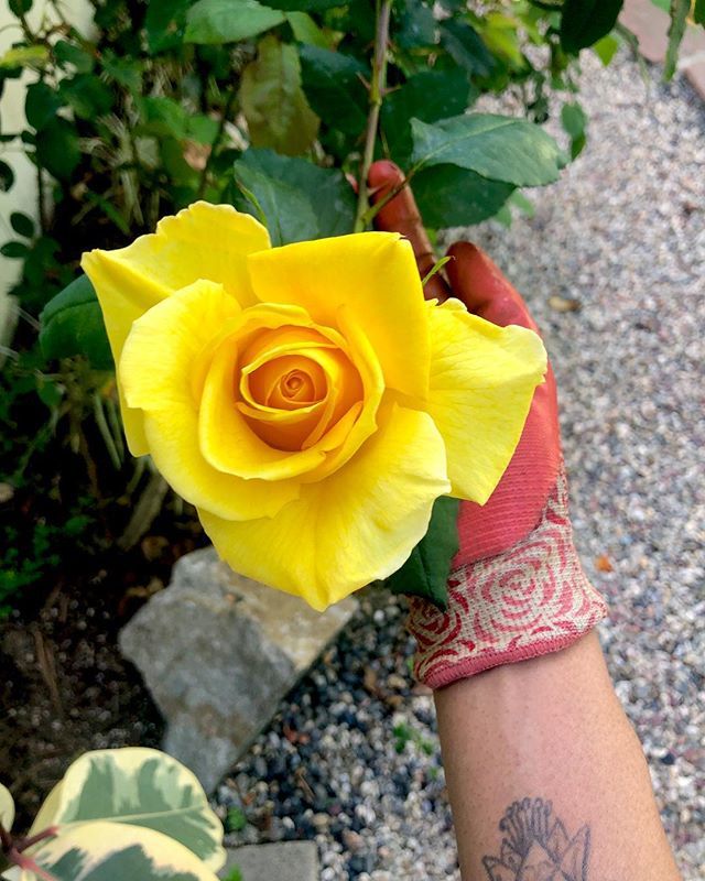TheHorticult's tweet image. Aphid watch continues (does it ever end 😫) but these flowers are fighters 🌹💛 #rose#season #instabloom #thehorticult bit.ly/2UJsO53