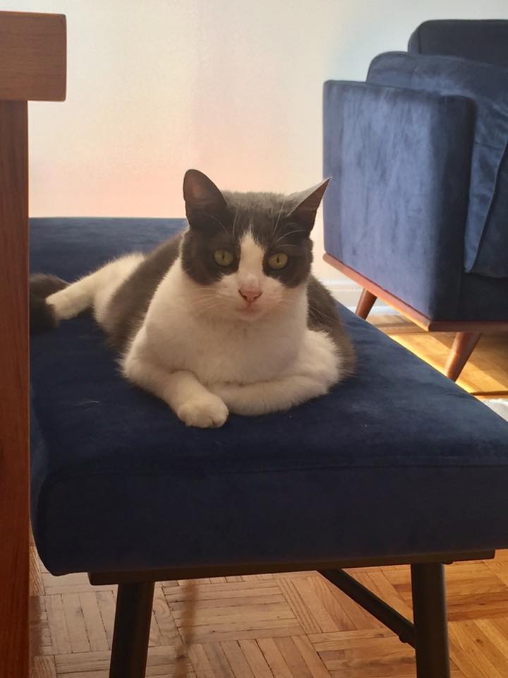 AnimexRefuge's tweet photo. NOTRE BELLE CÉLESTE ADOPTÉE ❤️❤️❤️Merci à l’adoptante&amp;merci à la #familledaccueil qui en a bien pris soin!#Adoptdontshop #Adoption #catlovers #VerduLuv #LaSalle #VilleÉmard #SOmtl #SHSA #Montrealmoments #MTL #Brossard |#homa #NDG #Mileend #Grifintown #plateaumontroyal #Rosemont https://t.co/pXhBipbqok