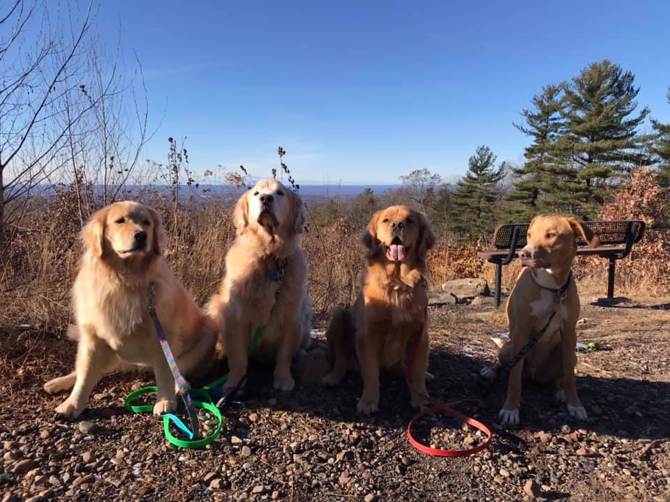 drkarenbecker's tweet photo. These fur babies will melt your heart! ❤️ #FanPicsFriday #TGIF! https://t.co/Fim1TD9Mqy