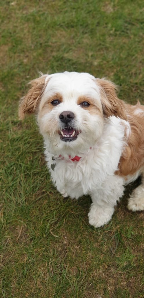 Letitbee's tweet photo. @GraemeDogfather He’s so gorgeous and looks like my cavachon  Mr Darcy did when he was a pup https://t.co/IdZoDTr29C