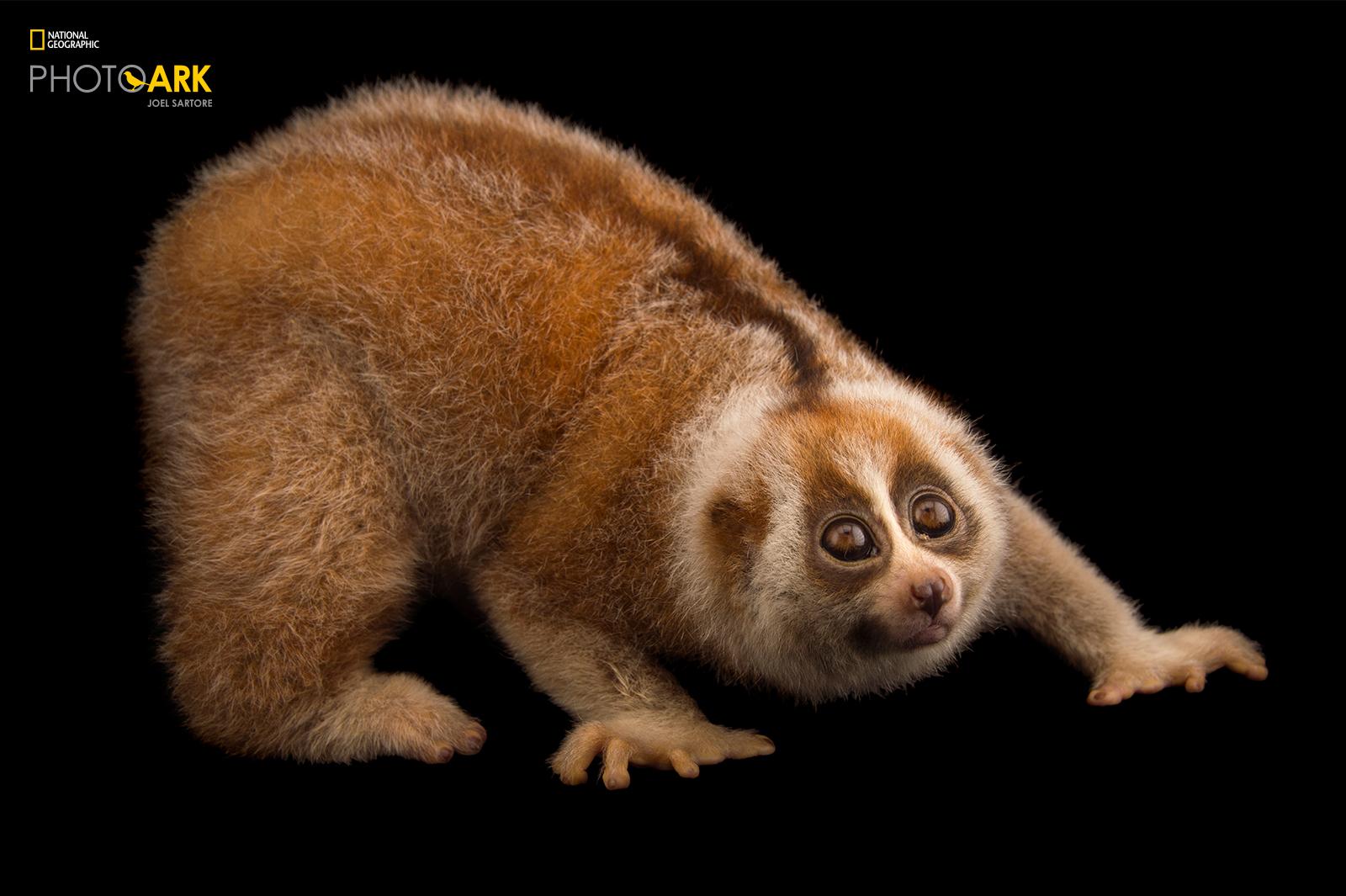 National Geographic on Twitter "The world's only known venomous