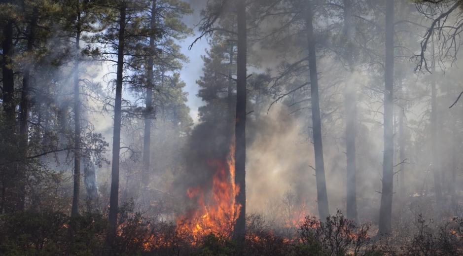.<a href="/PrescottNF/">Prescott NF</a> firefighters are on the scene of a 2-acre fire at Lynx Lake South Shore Day-use area. Numerous resources are on scene or en route including YCSO, 3 fire engines, Prescott Helitack--with a helicopter on the way, and a hand crew.  Remember: Wildfires are #NoDroneZones!