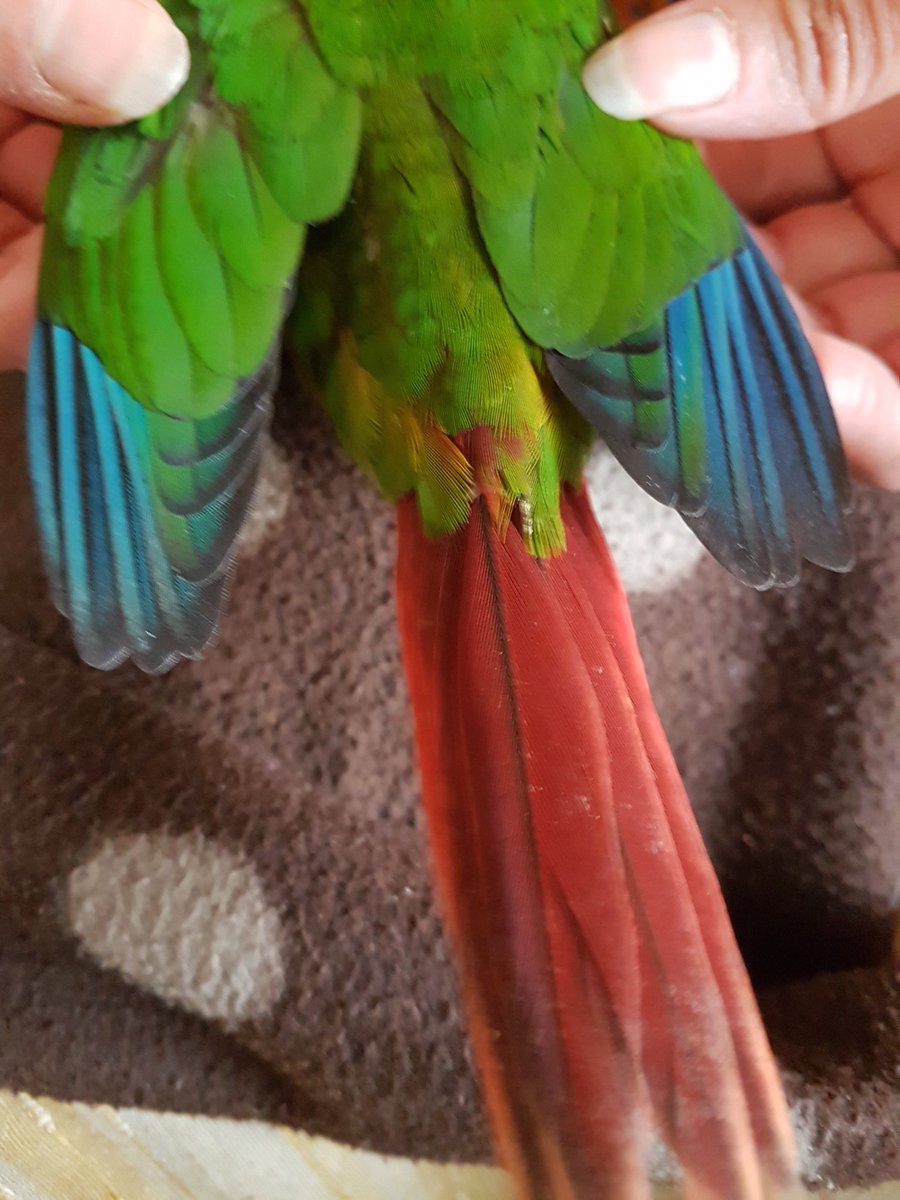 FeathersnB's tweet photo. Just look at my colors...

#conure #gcc #yellowsidedconure #greencheekconure https://t.co/wn7m3yOUSt