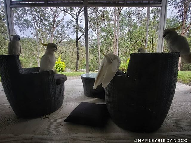 HarleybirdC's tweet photo. Where the cool kids hang on a rainy day...
#aussiebackyard #cockatoo #nativebirdsofaustralia https://t.co/5qVK1FvFpv