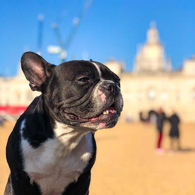 HappyDoggoShop's tweet photo. The sun is finally back to London!!! 😀☀️🙌
.
Repost @oscarfrenchienyc
・・・
#dog #dogs #puppy #happydoggo #frenchie #doggo #pets #petstagram #petsagram #dogsitting #frenchbulldog #dogsofinstagram #ilovemydog #instagramdogs #dogstagram #dogoftheday #lovedogs #lovepuppies #ho… https://t.co/hPlf68KCGL