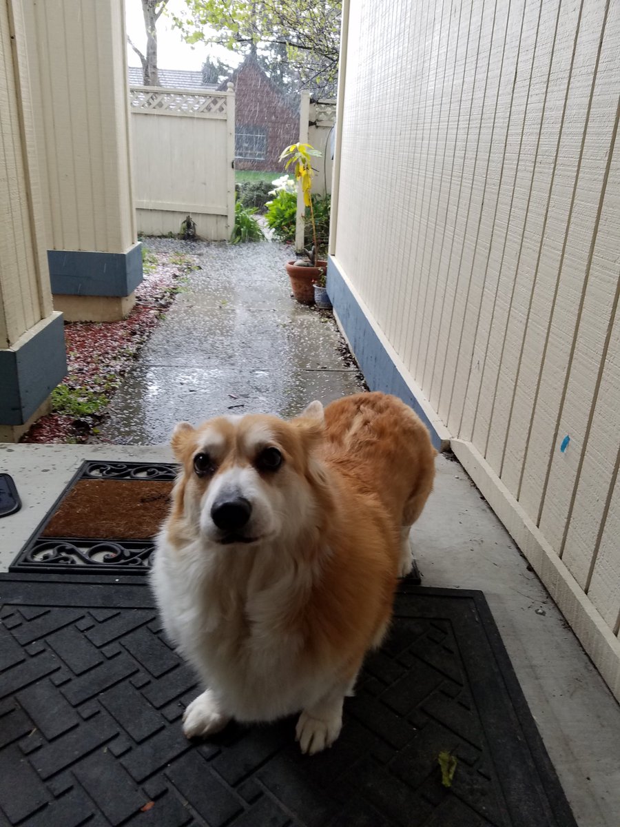 CorgiObi's tweet photo. @SFEnvironment #sfclimateaction
Even a dog knows climate change is real. #DogsofTwittter #corgis https://t.co/FTxuSSJgOI