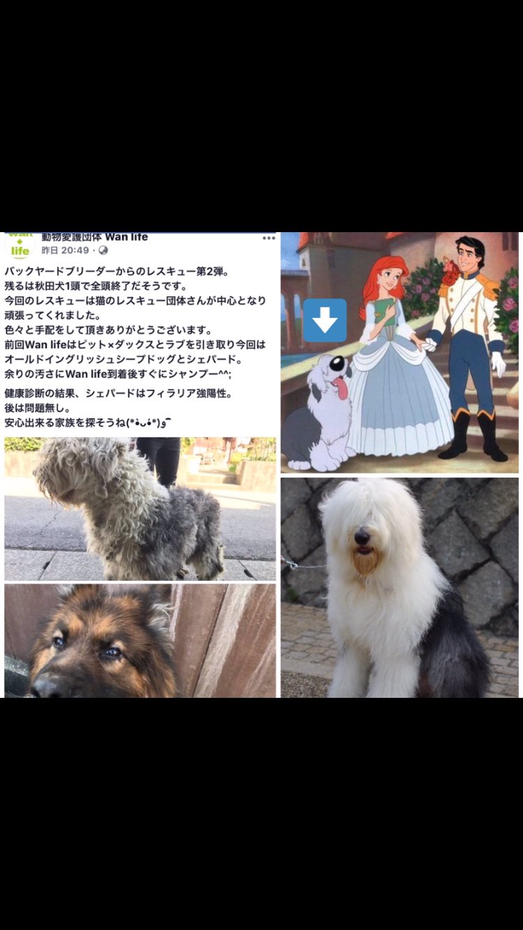 りあ 珍しいね リトルマーメードにも出てた犬だよ あの毛の量でケアされず居たとか 普通は右下の画像です シェパもフィラリア 早く家族が見つかりますように シェパード 保護犬 アリエル リトルマーメード 大型犬 里親募集中 動物愛護