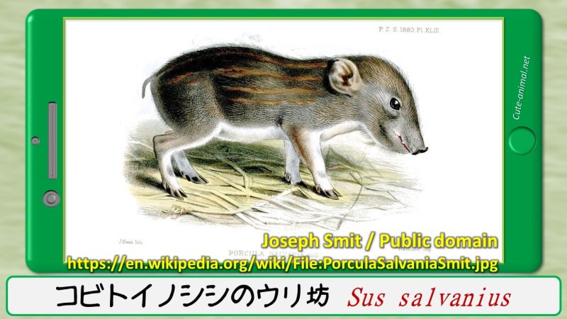 かわいい野生動物 Cute Animal Net Twitter かわいい野生動物 Cute Animal Net Twitter