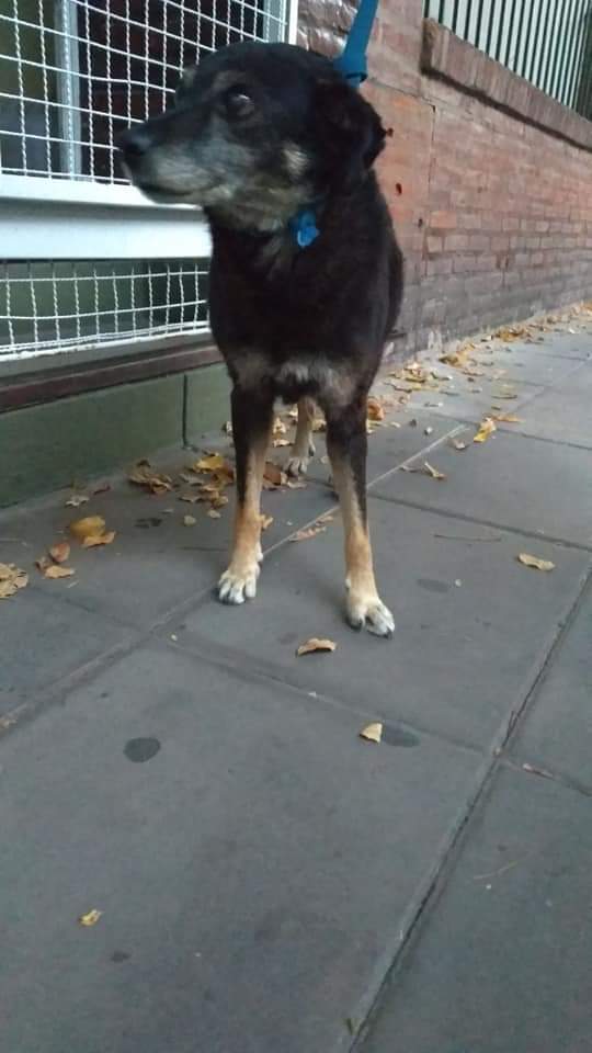 ⚠️Perrita en Lambaré 830 MUY TRISTE

Se busca a su familia o un transito, tiene mucho miedo... 😢 No la dejemos sola. 

Si podes ayudarla comunícate urgente.
☎️15-3232-4831 / 15-6044-6359