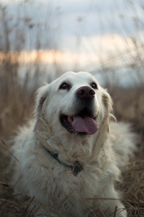 doge4u's tweet photo. #dogs #doge https://t.co/6oGzhcsBrW