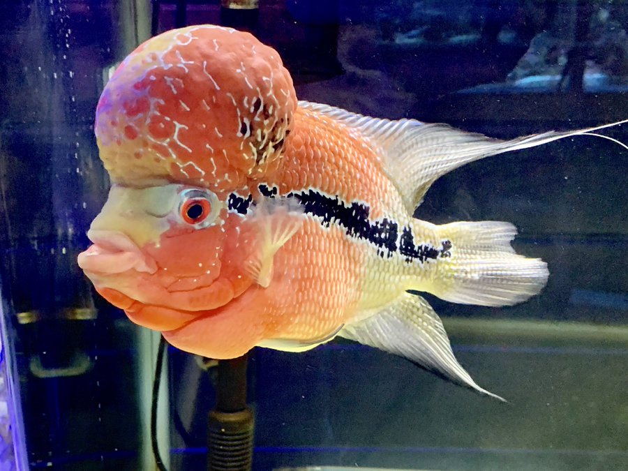 幸運を呼ぶ魚 フラワーホーンの特徴や飼い方を解説 Petpedia
