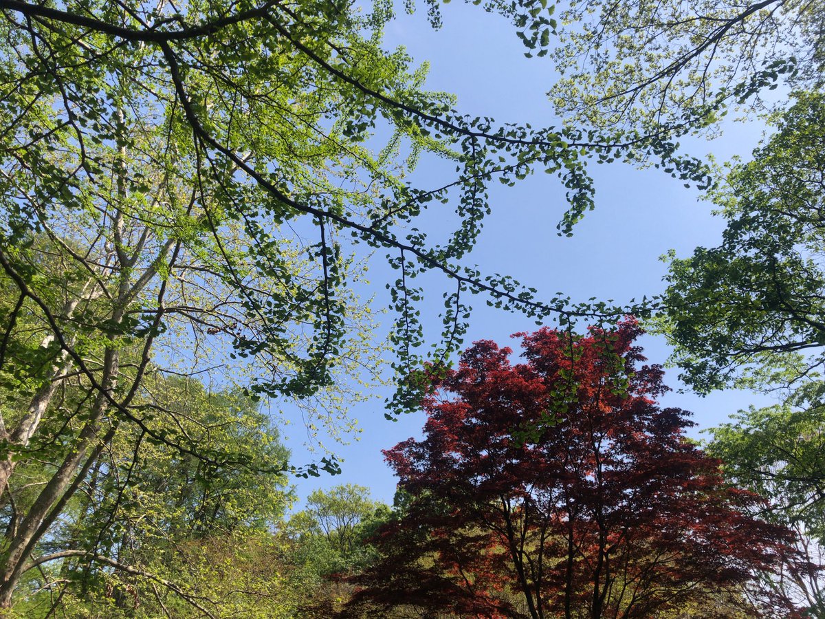 新緑まぶしい、大好きな季節がやって来ました~ 芽吹いたばかりのイチョウの葉が可愛い。ちいさい☺️ https://t.co/37yuL9Aco4