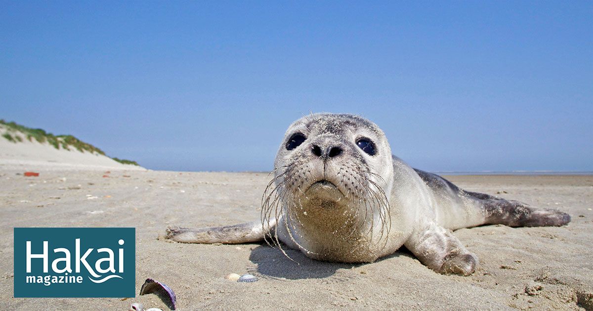ProteusSciComm's tweet photo. Cool read: Reassessing Seal Rescue fr @hakaimagazine The Netherlands is trying to do something new when it comes to rescuing βstrandedβ seals: less. https://t.co/k1Wbws1fld #OceanReads https://t.co/qyrvazhN3f