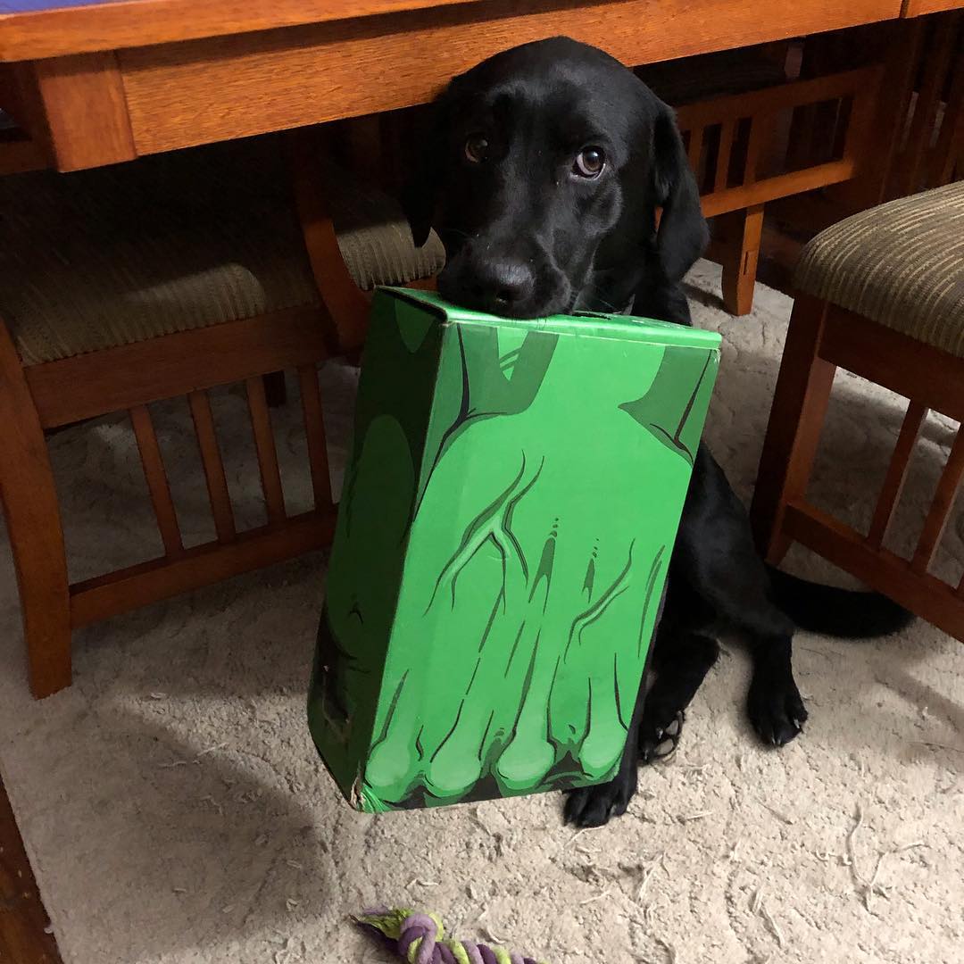 lootcrate's tweet photo. This pup is about to #Hulk-out with our #TRANSFORMATION #CrateCraft! Thanks for sharing!

[via https://t.co/e2fQ0sCaI0] 💚 #LooterLove https://t.co/timPIZ4biB