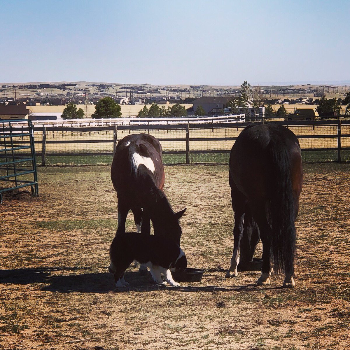 The girls enjoying a little snack together #hoofbeatstheatre #friendsthateattogetherstaytogether #horseanddogfriends