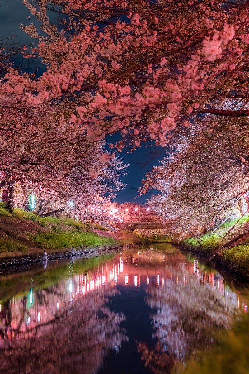 Yusaku 大学生 反響が大きかったので3 2バージョンものっけておきます 今僕が携帯の待ち受け に使っているやつと全く同じものなので 待ち受けに春を取り入れたい方がいらっしゃいましたらお使いください 東京カメラ部 桜 夜桜 携帯待ち受け 春の