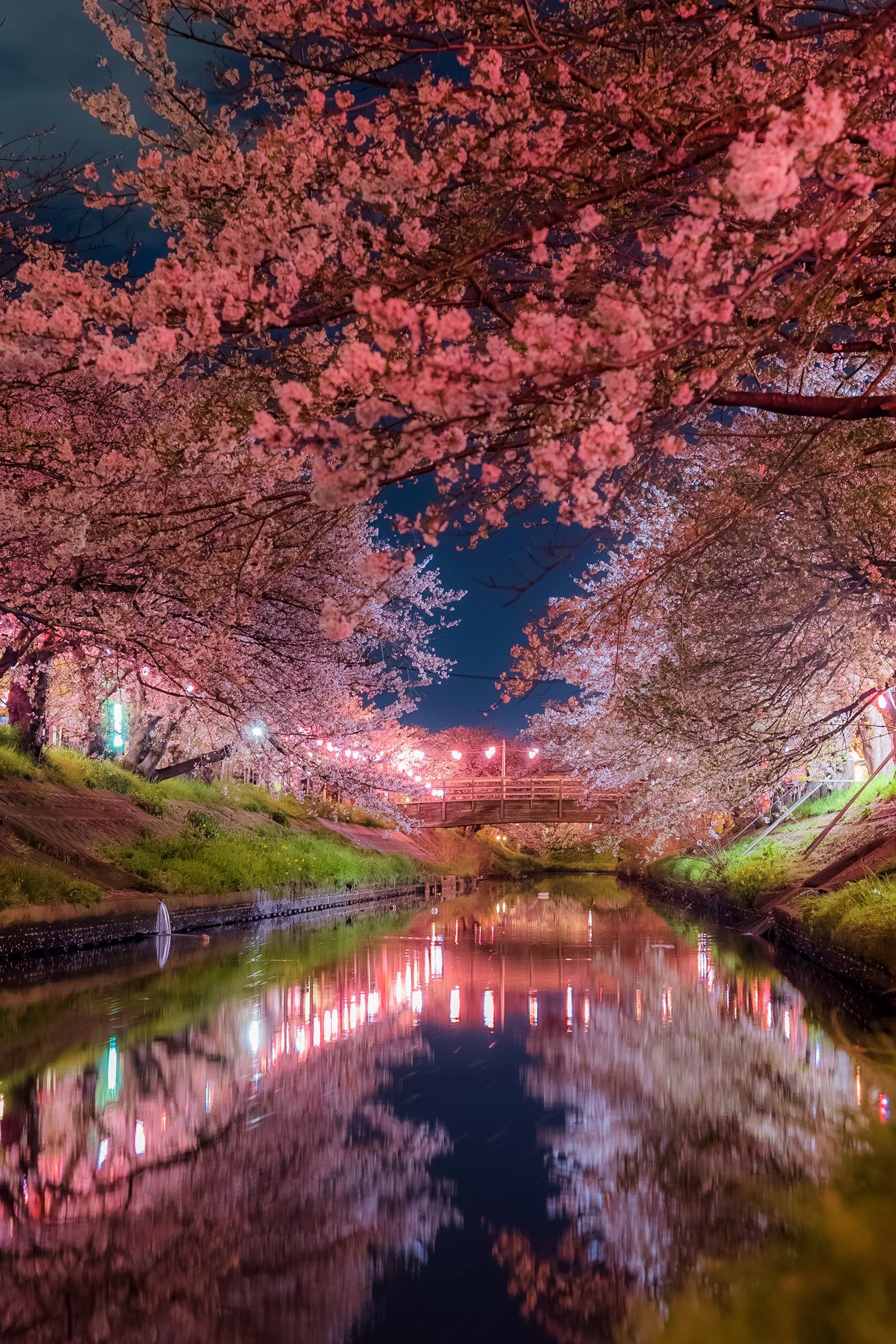 Ray 大学生 世界よ これが千葉の桜だ Japan 私を布教して 東京カメラ部 Tokyocameraclub Tokyo 一眼レフ Photograph Nikon ファインダー越しの私の世界 写真好きな人と繋がりたい 写真の奏でる私の世界 桜 千葉 Cherry Blossoms 夜桜 お