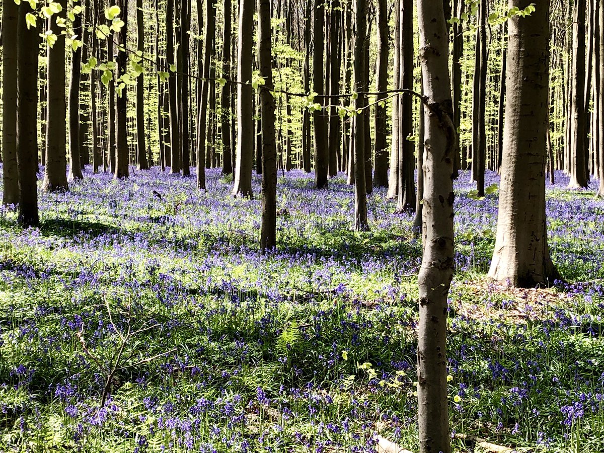 JVndbrk's tweet photo. Gisteren voor de allereerste keer het @hallerbos bezocht. Zeker niet de laatste keer. Wat een pracht!🌱☀️👌🏻 #hyacintenFestival #aMustDo #aanrader https://t.co/D7TPlJzcD8