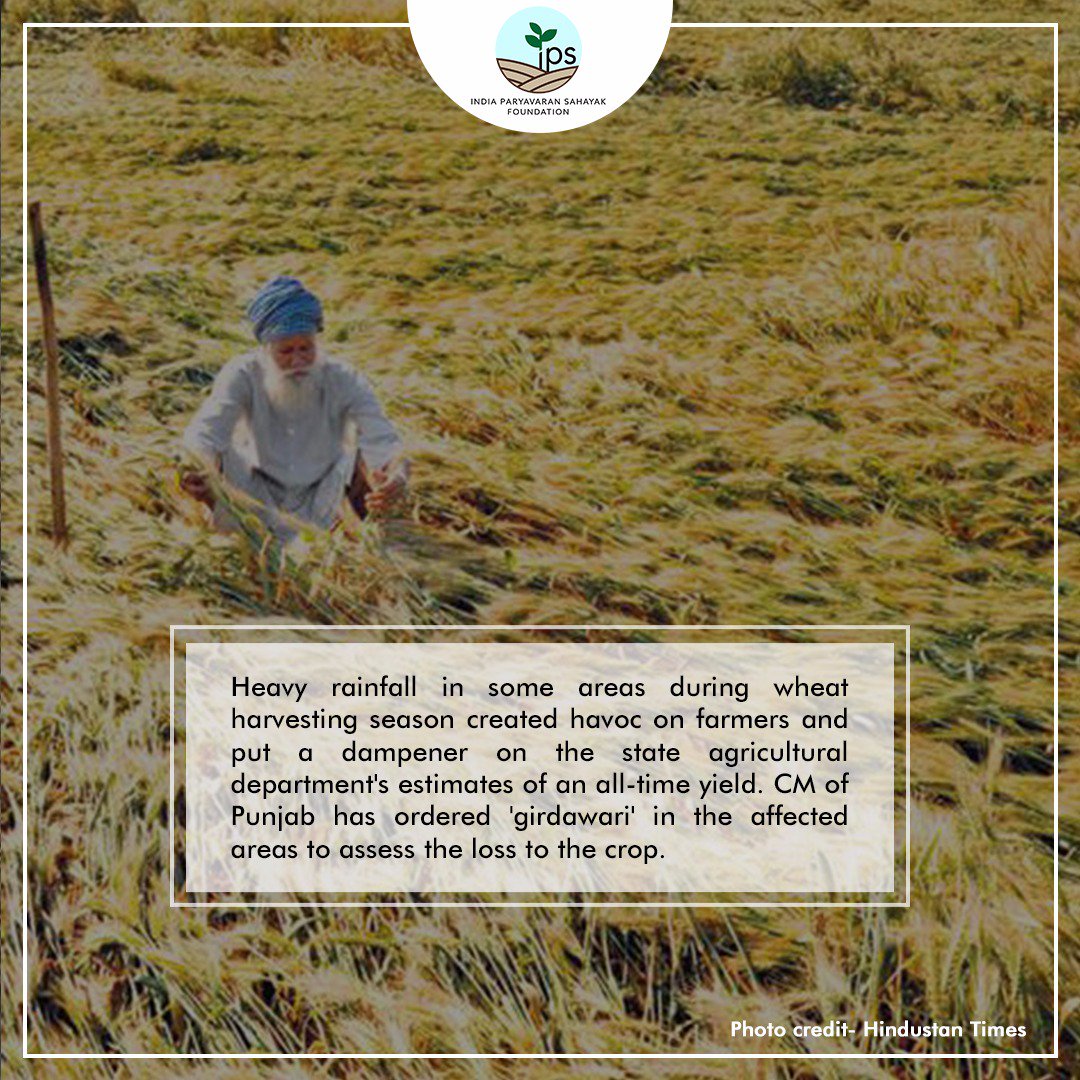 IPS_Foundation's tweet photo. Rain has wreaked havoc on farmers, flattening wheat crop in many parts of the state.
#IPSFoundation #agriculture #farming #farm #farmer
Read the complete article:
https://t.co/OcmYwvSno0 https://t.co/DpsRhaVwMB
