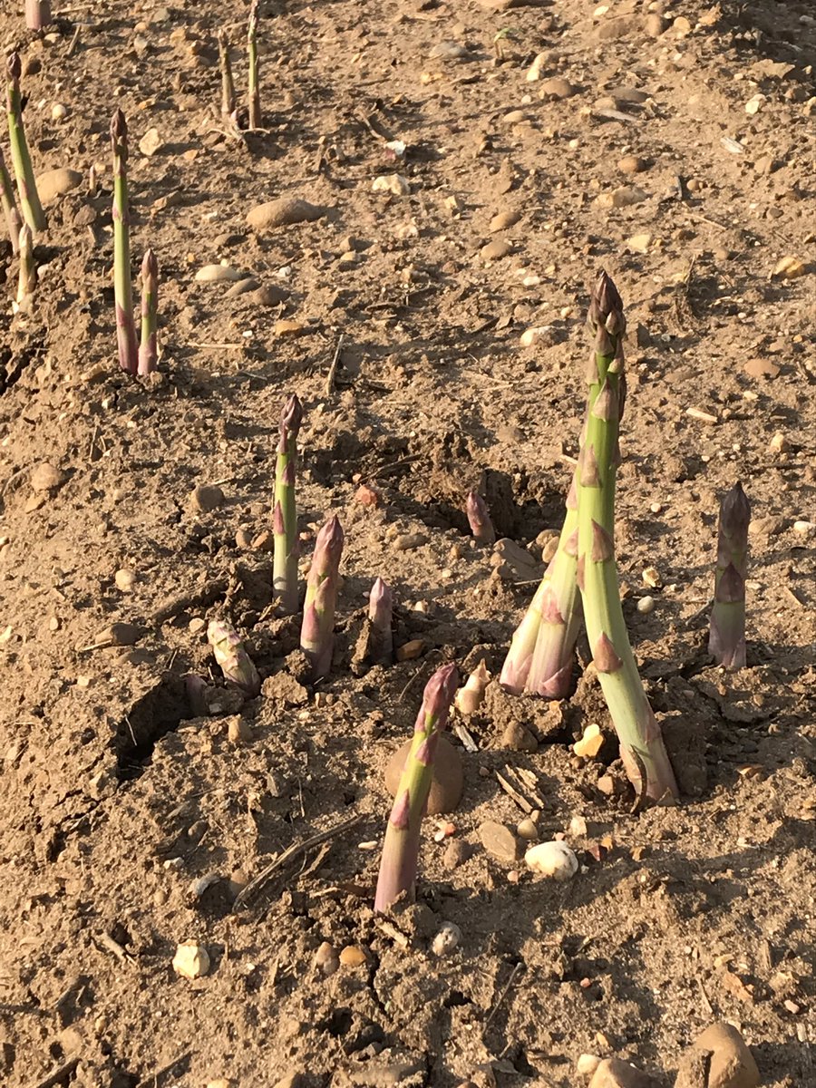 If the fields around me are anything to go by, expect an Easter bonanza for asparagus lovers as the warm weather brings on the best asparagus in the world from the Vale of Evesham