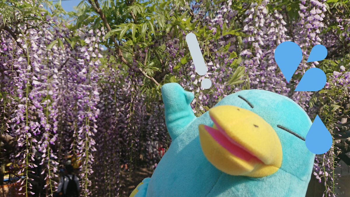 Hiro そんなに驚くことですか 黒木の大藤を見たのに そんなに驚くことですか 毎年のこと な の に 藤まつり 黒木の大藤 花見