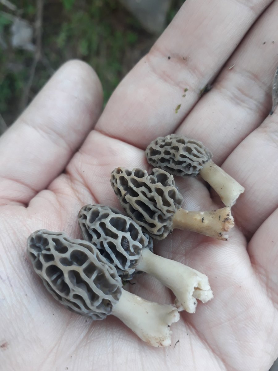 #SpringBlessings. Wild Mashrooms collected by me.😊

فَبِأَيِّ آلَاء رَبِّكُمَا تُكَذِّبَانِ؟  
Then which of the Blessings of your Lord will you deny?
👇