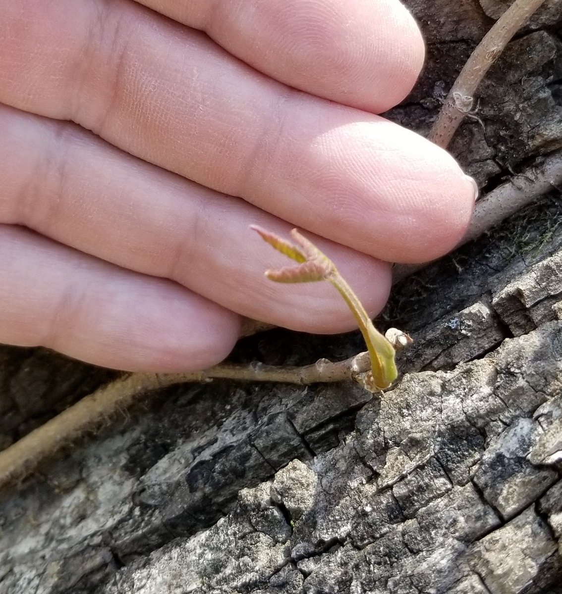 ZanfelPoisonIvy's tweet photo. Poison Ivy season officially arrived in our area today - two weeks earlier than last year.

Poison ivy plants came out of their winter dormancy - "Leaves Of Three" are popping out of their buds. https://t.co/2QfzgTwCAF