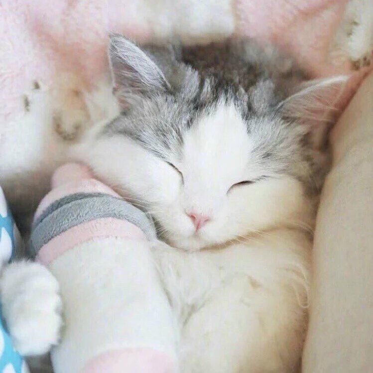 ganattp's tweet photo. Sleepyy eung https://t.co/gEd95BDXVI