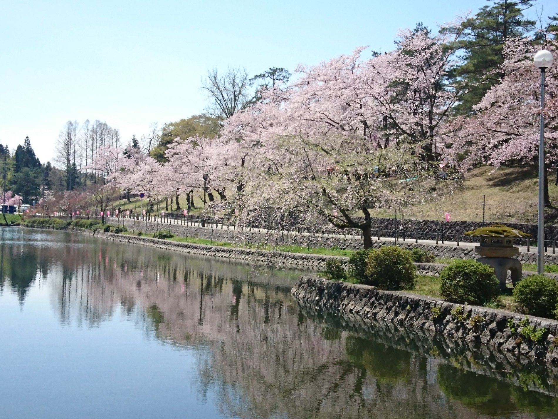 Nat ナット 池のほとりの桜が素敵だ 悠久山公園 In 長岡市 新潟県 T Co L0l21yuzji T Co Zw9mnlchdk Twitter Nat ナット 池のほとりの桜が素敵だ 悠久山公園 In 長岡市 新潟県 T Co L0l21yuzji T Co Zw9mnlchdk Twitter
