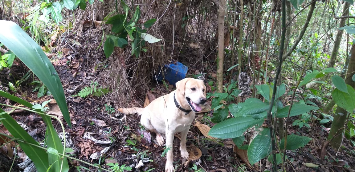 BaeevN19's tweet photo. Héroes bicentenarios @BaeevN19 en conjunto Policía Nacional ubican deposito ilegal de explosivos con 20 Kilogramos aproximadamente al parecer de pentolita en zona rural Puerto Rico # Caquetá, el explosivo perteneciente al parecer por GAO-r columna Teófilo Forero. https://t.co/E8CeLlaISH
