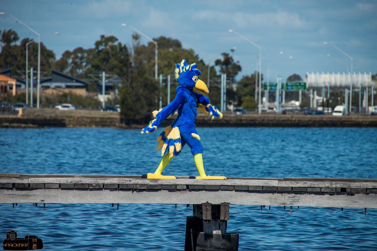 YukeWeiss's tweet photo. So @TheFandomFlock came up with #FeathersuitFriday and well, I'll get in on anything!
Have this great pic of Yuke taken by PackRat at #WAFF2018 ! https://t.co/FAMUJDfRxV
