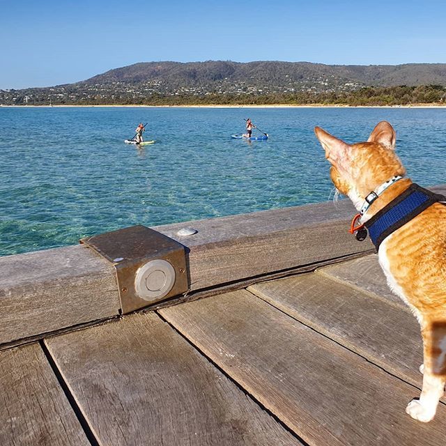 KobiSabi's tweet photo. What are you doing out there, humies?! #rosebudpier #sillyhumans #catsofsouthbank #caturday #catsofinstagram #gato #kot #cornish #cornishrex #adventurecats https://t.co/3YBcWMzgNP https://t.co/wYLb1UoCmc