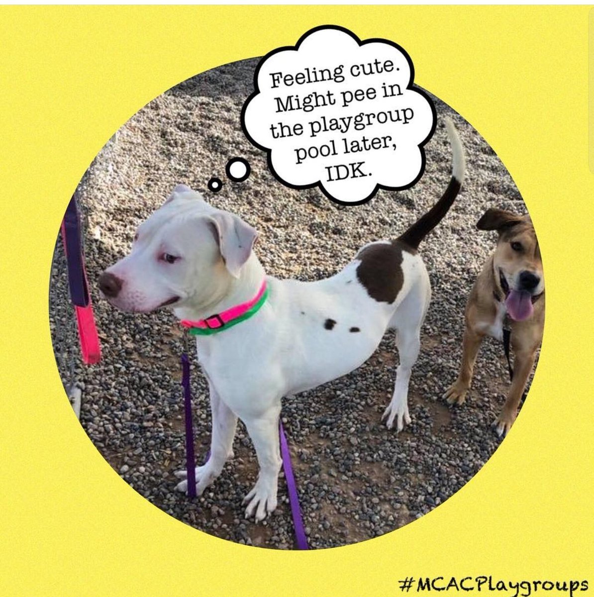 Oh, Sarge...🤣
Maricopa County Animal Care is at max capacity. Please consider fostering or adopting. So many awesome dogs like Sarge here looking for their forever homes.