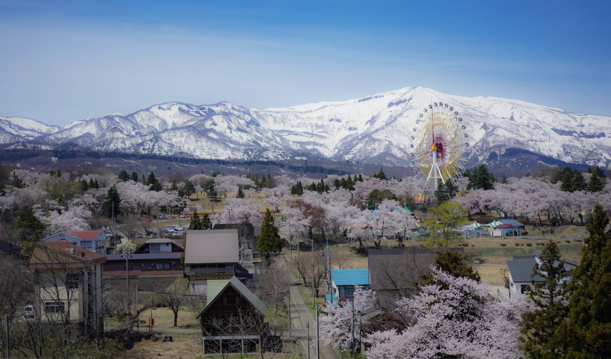 LC034's tweet photo. 雪と桜 https://t.co/Ky9tkjxDXr