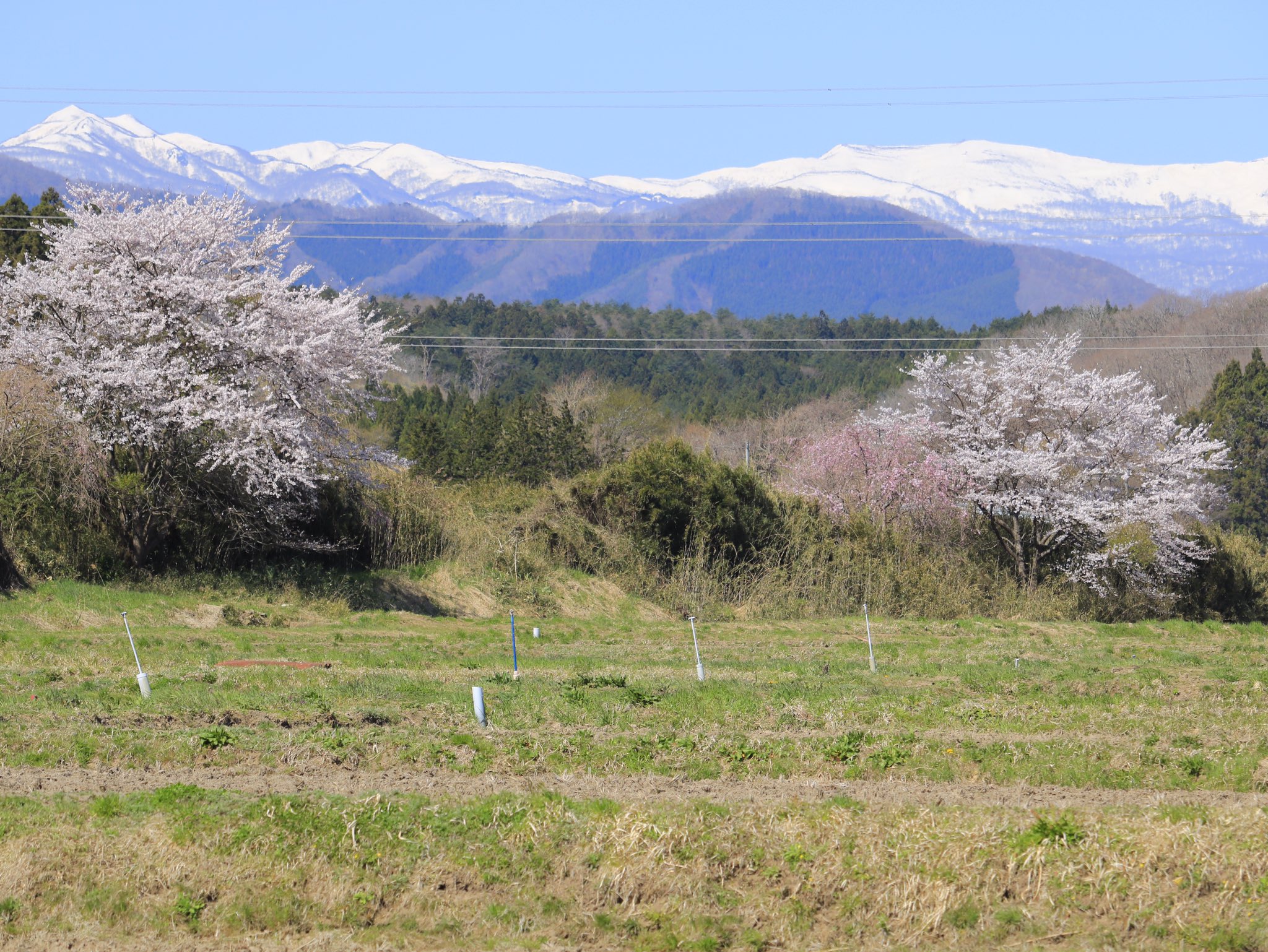 青い山脈 Twitter Search Twitter
