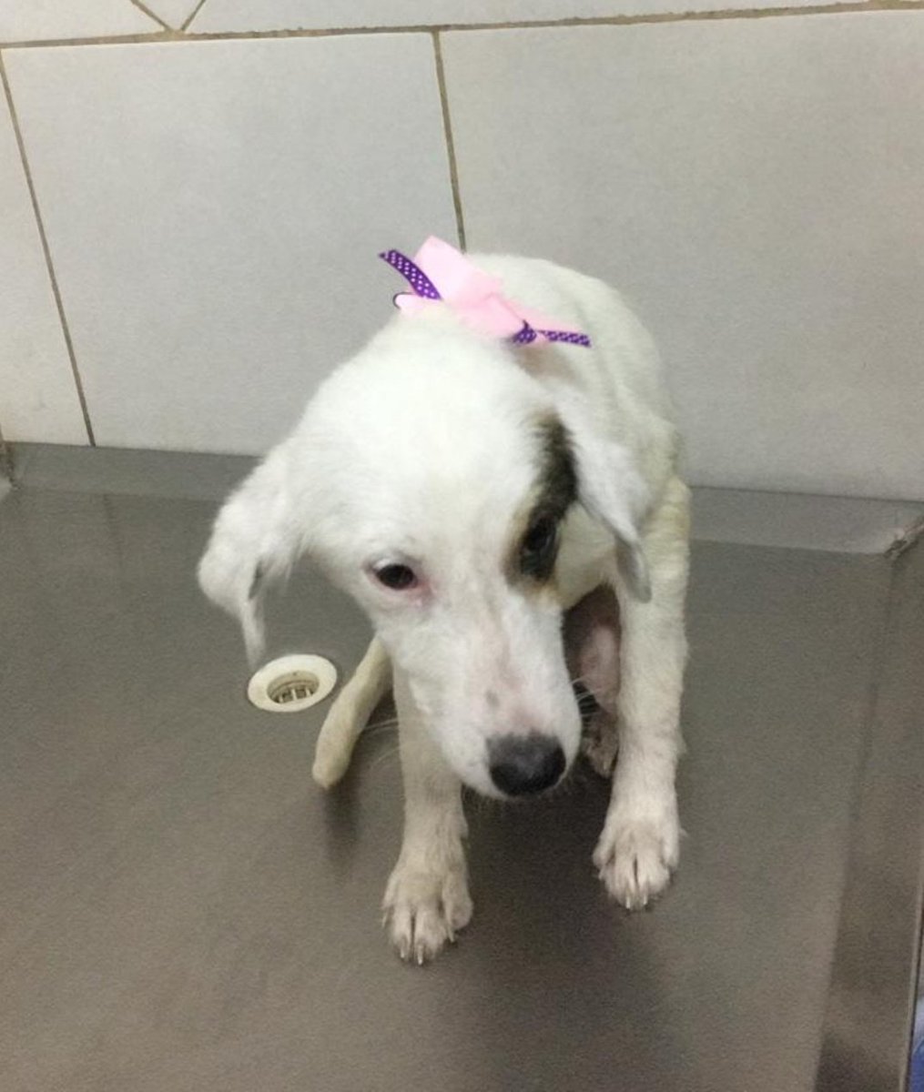 edithortizg's tweet photo. RT Oración por Sofi 😭 nuestra rescatada de la inundación dio positivo moquillo 💔 internada en Nantes desde el medio día #lafemuevemontañas #SanRoqueesunAlaja #PakoInundacionPy https://t.co/rTXsInxMW3