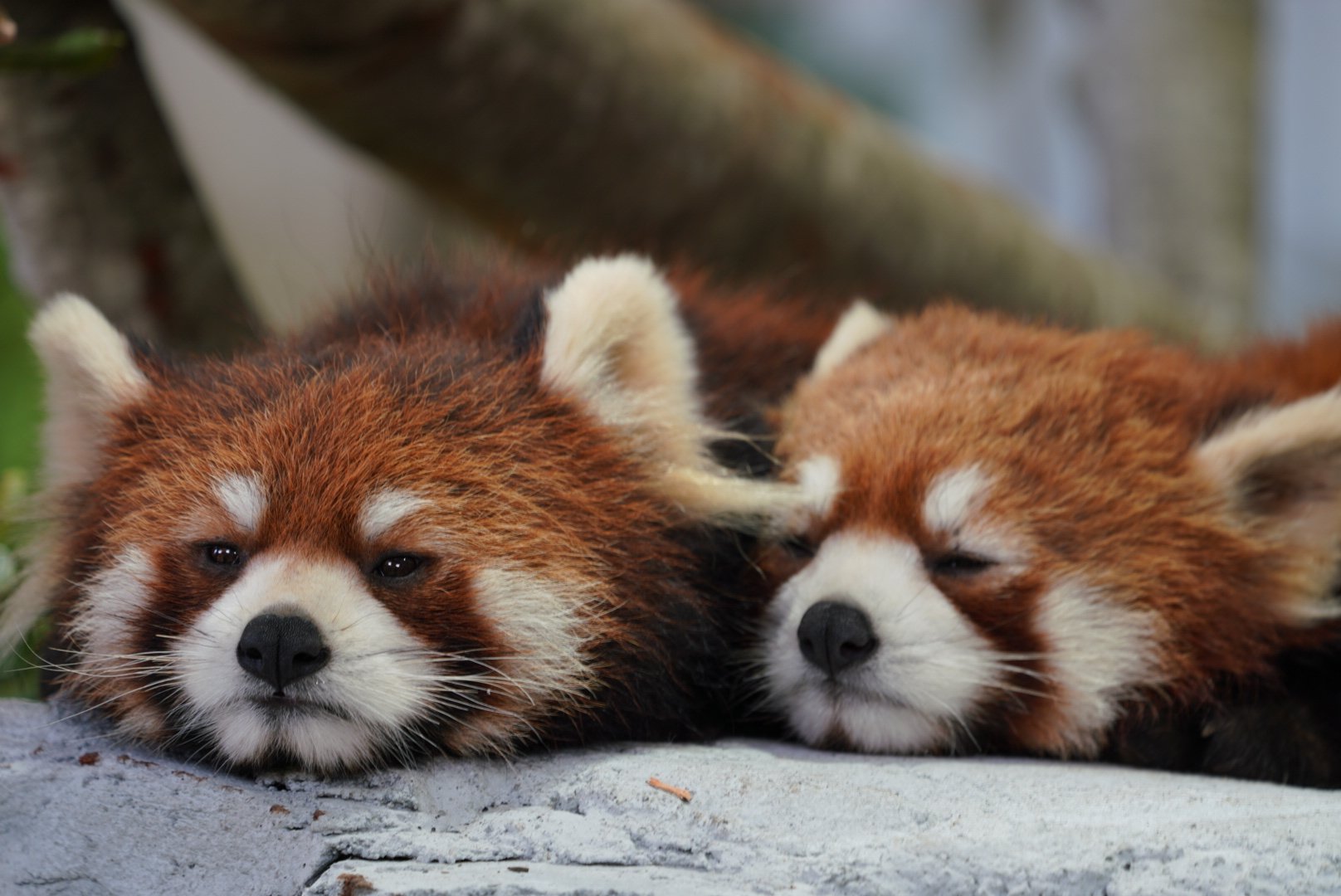 パトリック No Twitter 親子でお昼寝 この可愛い動物はなんなんでしょう 那須どうぶつ王国 レッサーパンダ T Co Esobaduwho Twitter