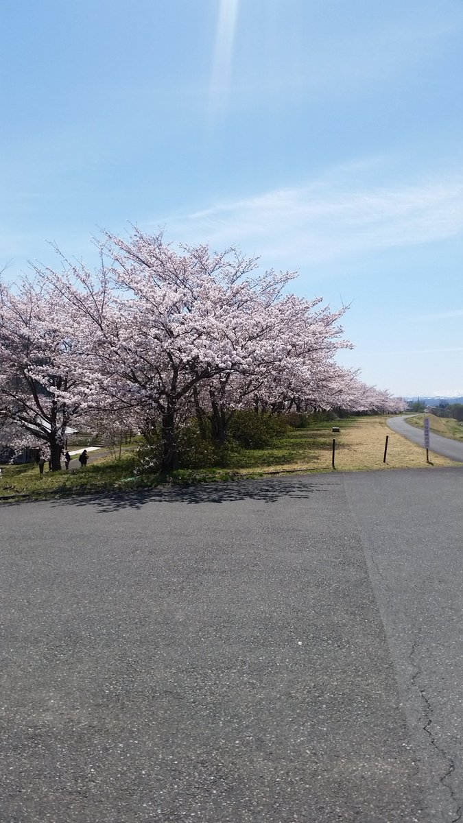 最上川堤防千本桜