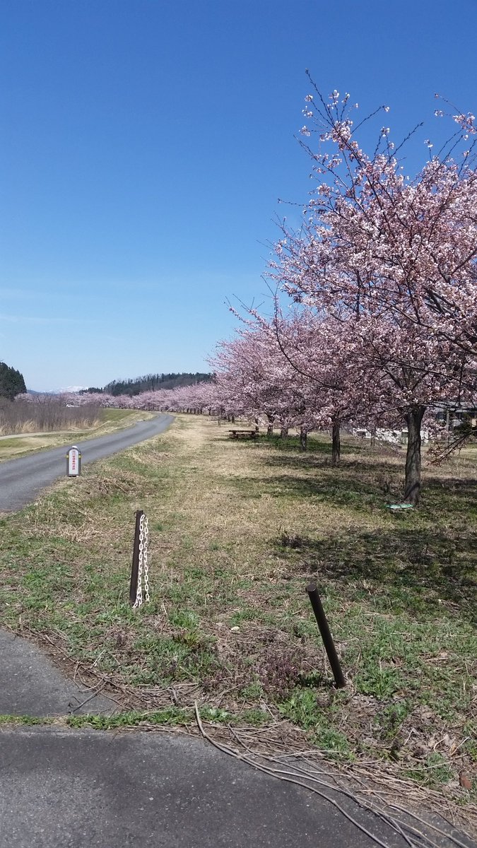 最上川堤防千本桜