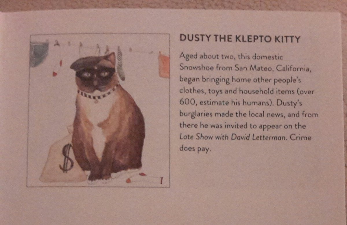Dusty the Klepto Kitty