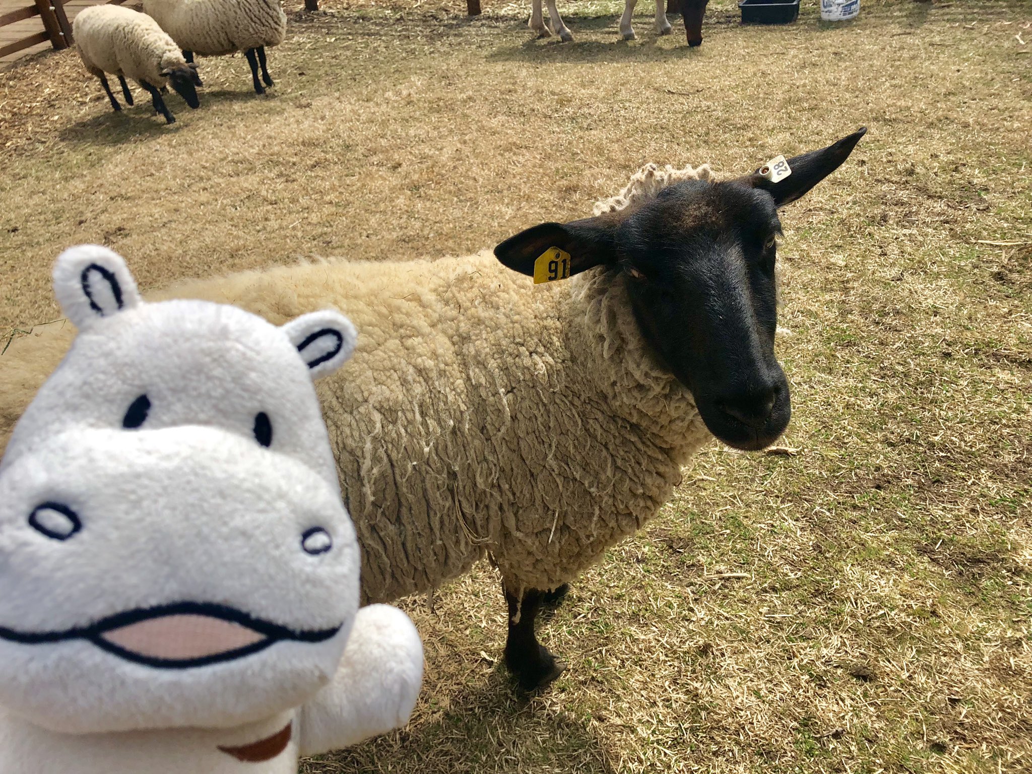白樺リゾート池の平ホテル リゾーツ ポタ 公式 わくわく動物王国内に ひつじのショーン牧場 が 新登場ポタ W ショーンみたいなひつじと 実際に会えるポタ ひつじのショーン ひつじのショーン牧場 池の平ファミリーランド わくわく