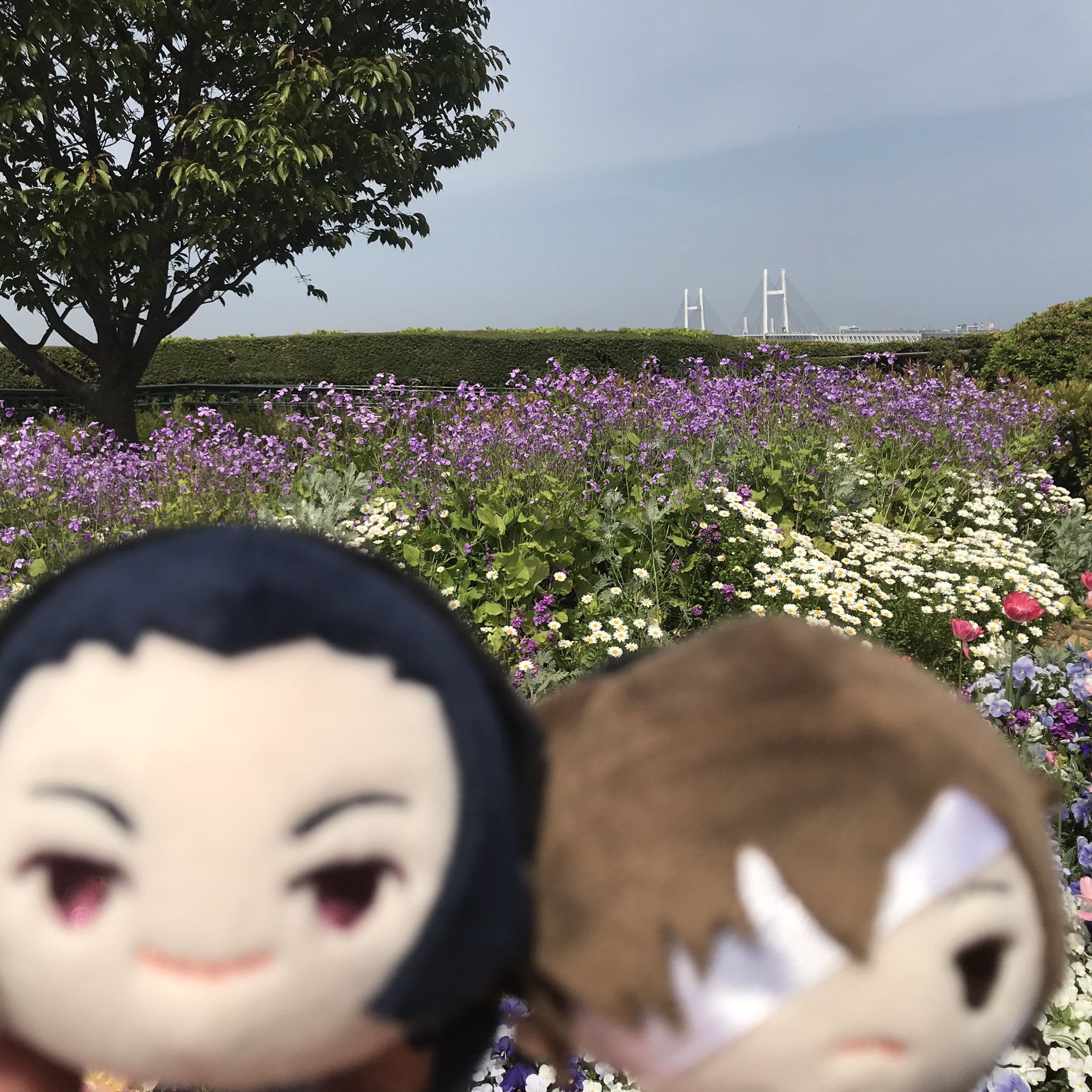 アニメ 文豪ストレイドッグス 公式 雑文 港の見える丘公園は 謎解きはありませんが謎解きイラスト の背景になってますよ お花も綺麗なので是非お立ち寄り下さい 森さんと太宰さんで記念撮影 太宰さんが一寸嫌そうにしてる ほら 太宰くん撮影機