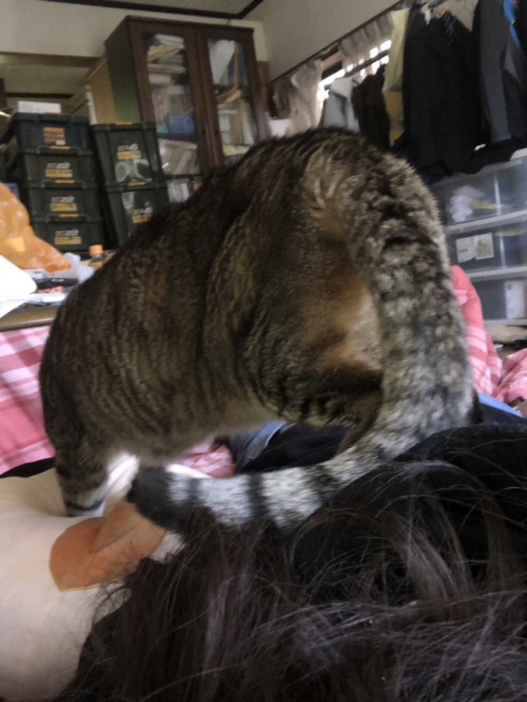 桜餅 ஐ 寝転がってる際 この13歳の猫はめちゃくちゃ甘えてる時に背中に乗ってくる クッションではモミモミしてます おねぇさんは 貴方の敷布団 桜餅 ஐ 寝転がってる際 この13歳の猫はめちゃくちゃ甘えてる時に背中に乗ってくる クッションではモミモミしてます おねぇさんは 貴方の敷布団