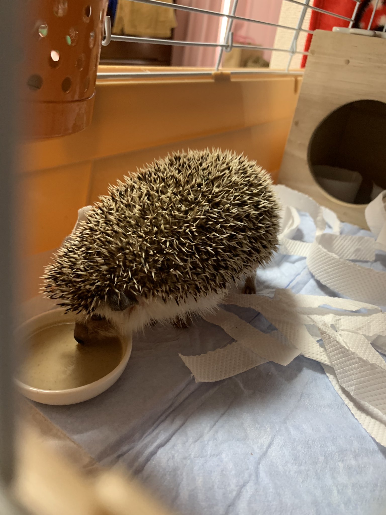 ハリネズミが死んでしまったら ハリネズミの体調の変化とハリネズミの火葬についての豆知識 ペット火葬真愛メモリアル