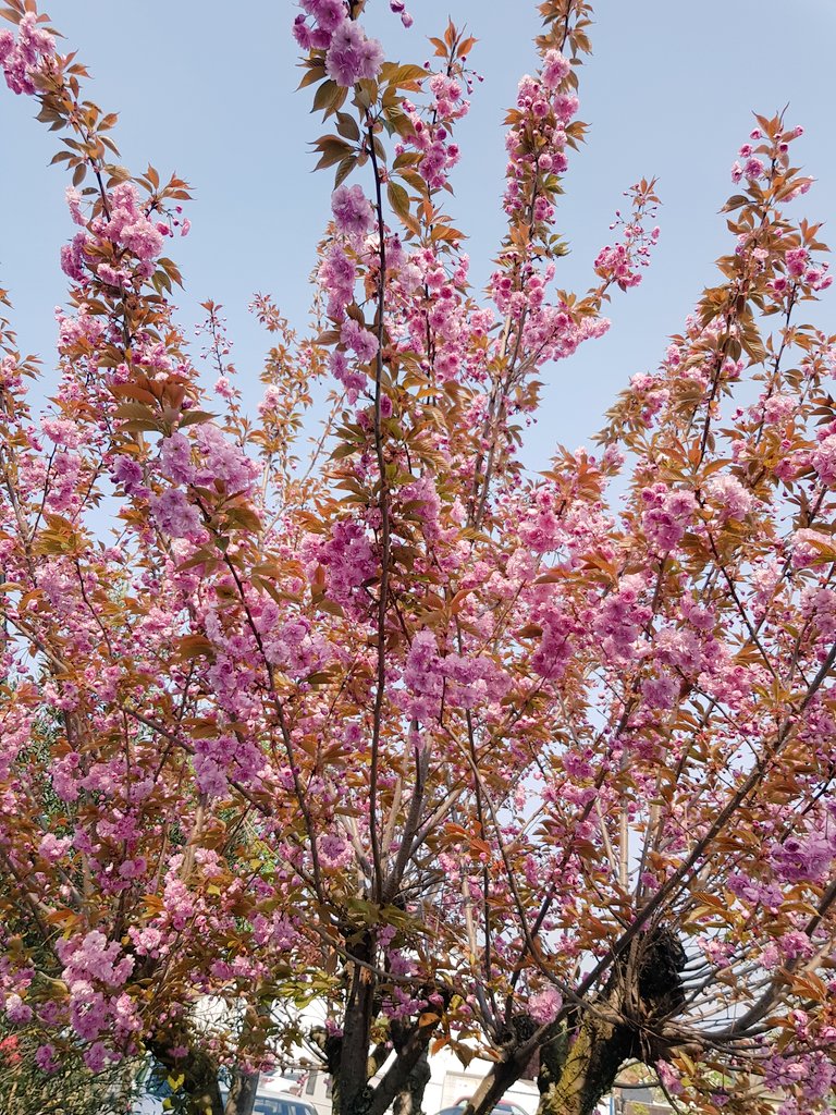 Kirschblüte vor der Tür, warum in die Altstadt fahren #bornheimhersel #japanischekirsche #kirschblüte #Frühling #funnyday #Ostern #Easter #SemanaSanta #TOKIOカケル #newyork #LosAngeles #london #Barcelona