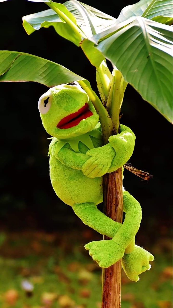 jared leto as kermit the frog; a thread