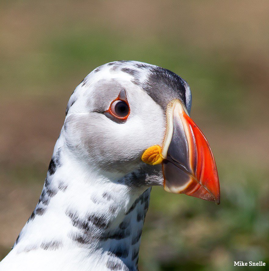 WildlifeTrusts's tweet photo. A rare leucistic puffin in Skomer. Colour pigments form but are diluted. https://t.co/uIZ0lY01tZ