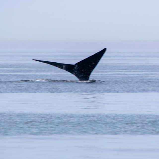 As the right whale moved away from the beach into deeper water I hoped it would give me one last thrill. 
#ptown #provincetown #capecod #twitter #whale #rightwhale #seascape #animal #ocean #sealife #fluke #whaletail #whalestail bit.ly/2IvhSkX