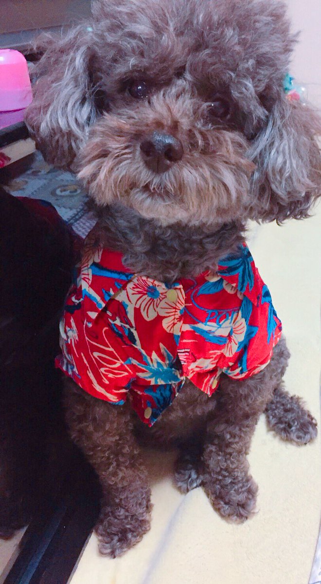 @sushi_riku りっくーーーん。 うちのブロッコリー大好きくん覚えてますかぁー??...