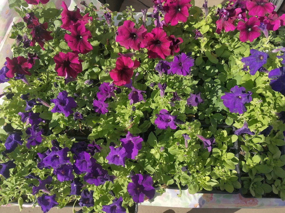 На территории микрорайона провели общероссийский субботник, очень дружно и продуктивно! Миллионы благодарностей людям, которые всегда рады делать этот мир красивее и добрее! <a href="/E_Lapushkina/">Елена Лапушкина</a> <a href="/promadm/">Promadm.samara</a> <a href="/Chernyshkov_VA/">Чернышков Владимир</a> #ЯЛЮБЛЮСАМАРУ #ЧистаяСамара #субботник